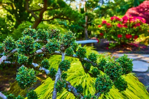 Niezawodne Krzewy Ozdobne